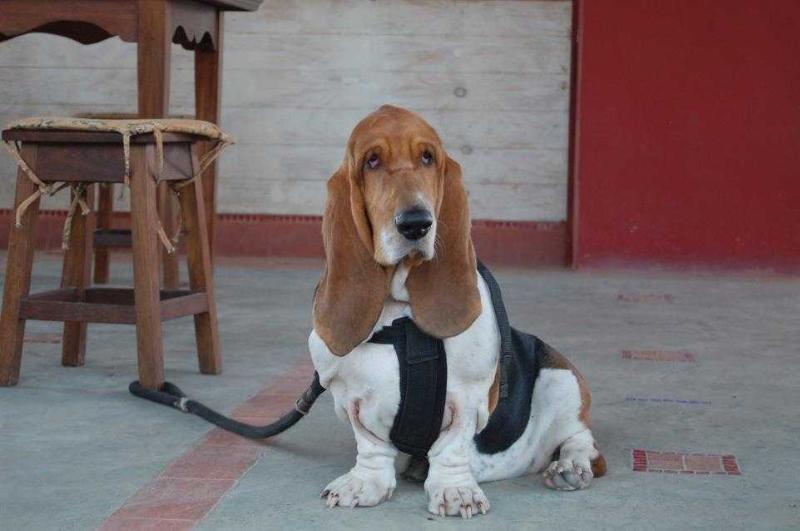 BRAVE BASSET UNIVERSE