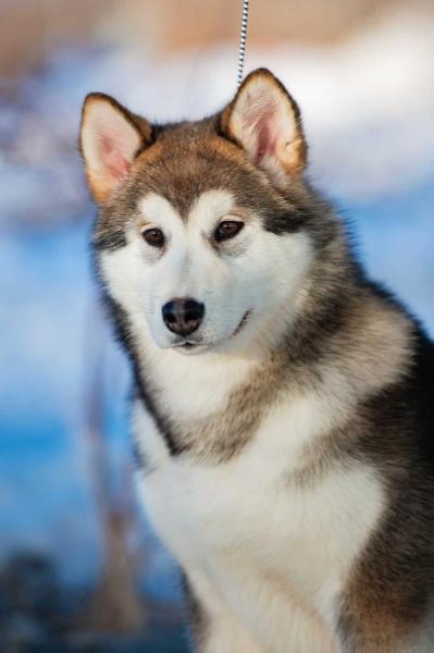 Luna Dorada Frome Konev-Bor