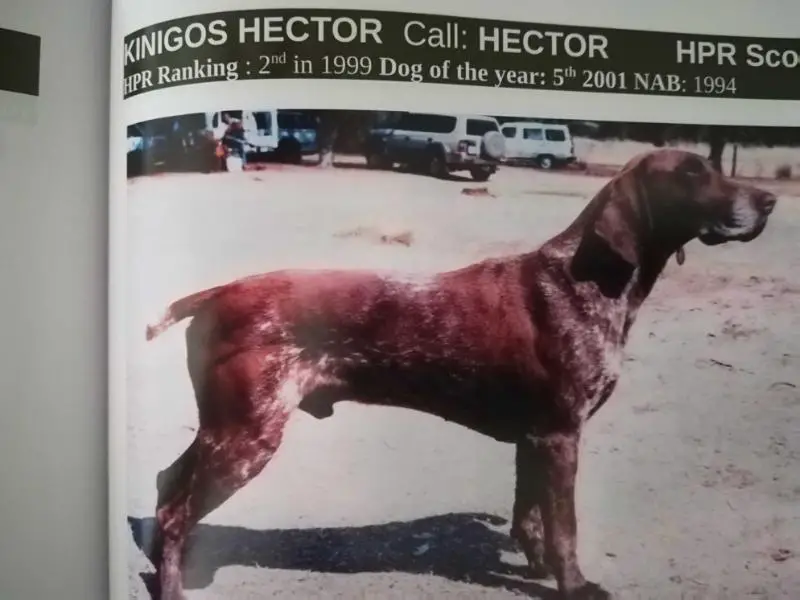 KINIGOS HECTOR