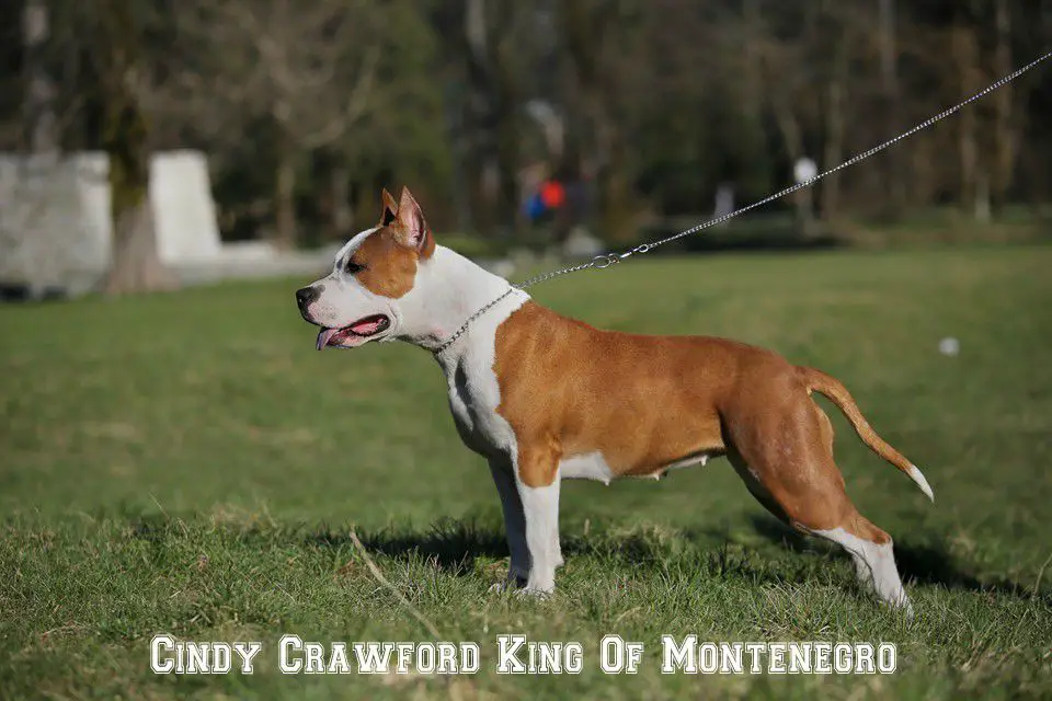 Cindy Crawford King Of Montenegro