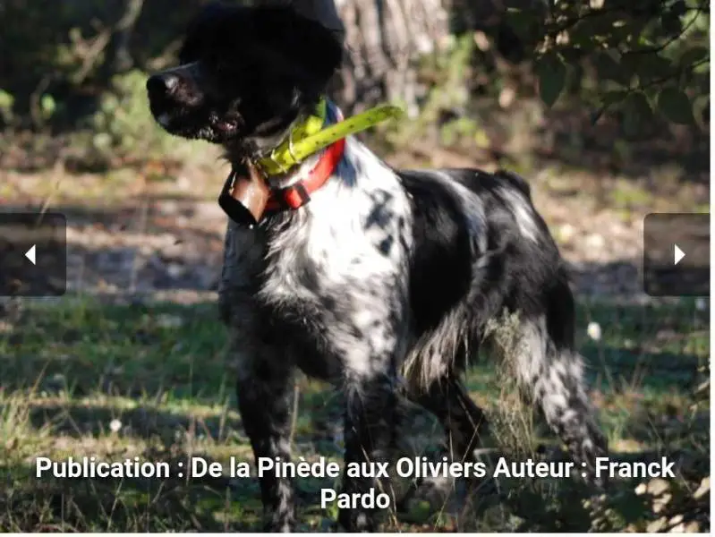 Cot.6/6-Elite A. CHFCS, CHIB, BAYARD DIT BONO de Saint Lubin