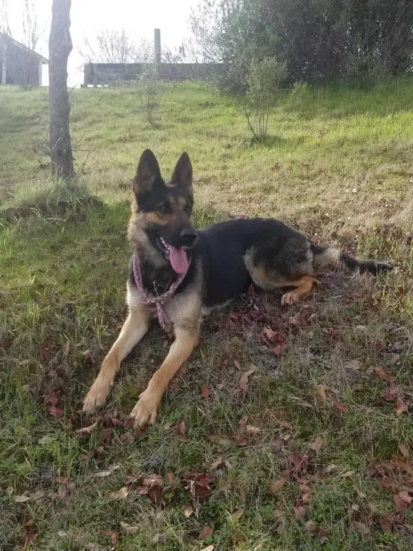 Freyja von Folkvangr