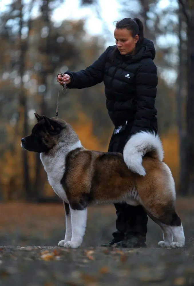 RUS/RKF CH, RUS JGCH, RUS/RKF/NBC JCH Sendosan Nefarius