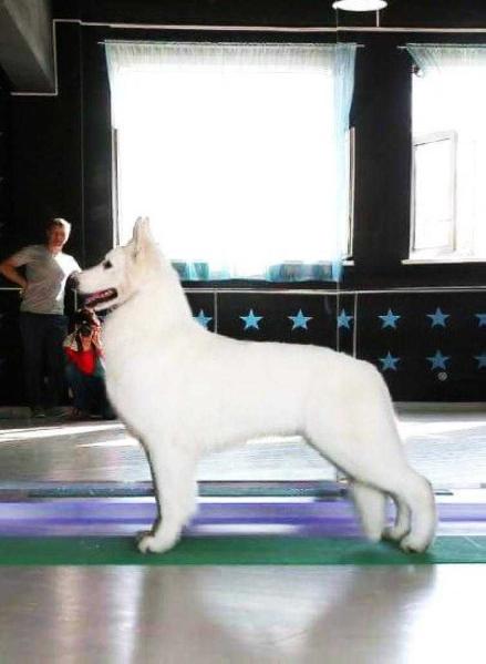 Junior Champion of Russia ANGEL DEL WHITE CONERO