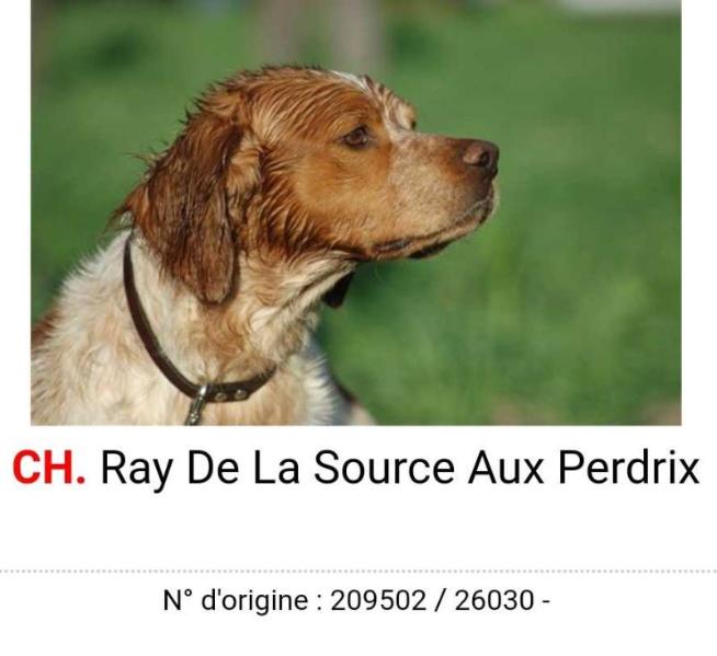 CH. RAY de la source aux Perdrix