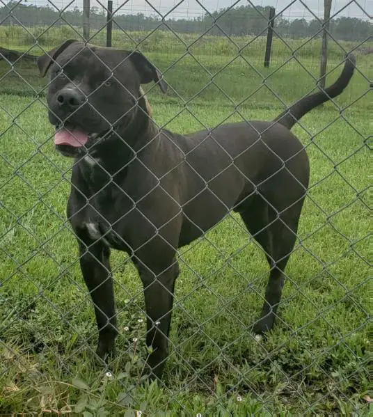 Conley’s Purple Potato