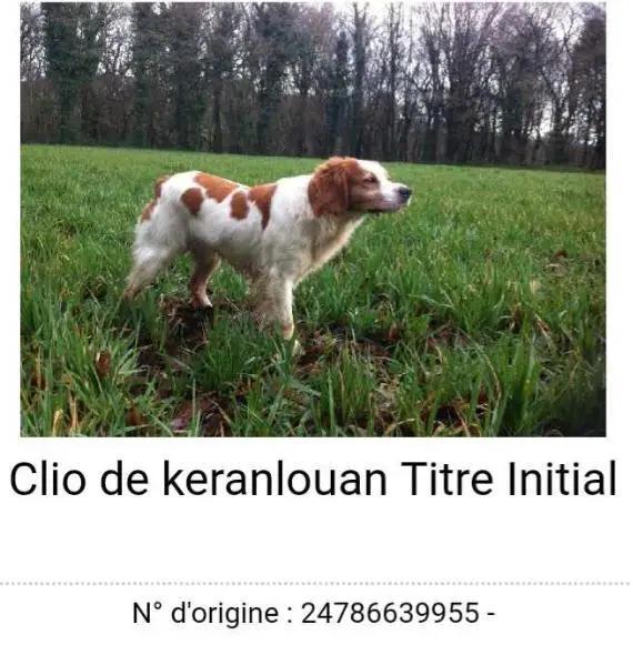 CLIO de Keranlouan