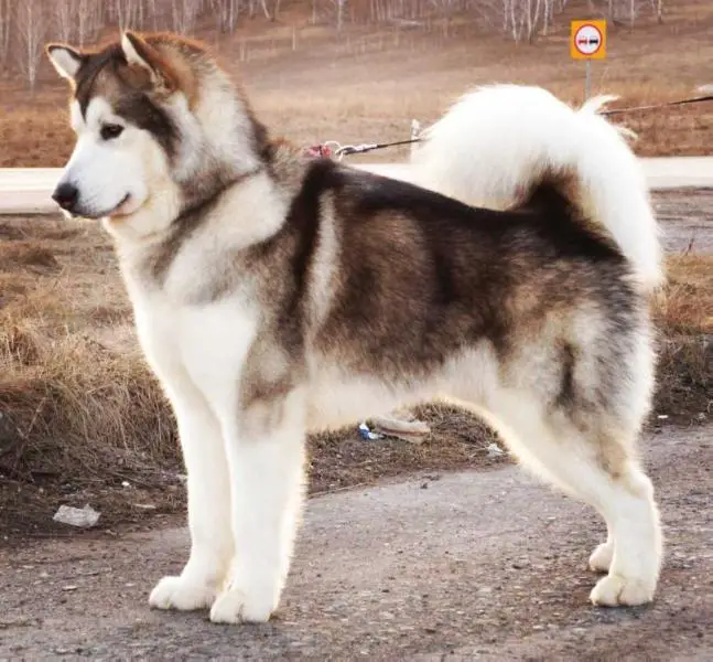 CHJ RUS/2 CHJ NBC/ CH RUS/CH NBC/CH RKF/CH GRAND/CH KZ/CH BL FLUFFY HUGS NORMAN LEONAID