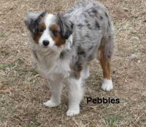 Beartooth’s Justa little Pebble