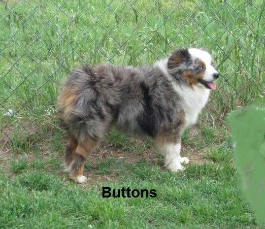 Herddogies Cute As A Button