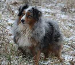 Little Bita Diesel Smoke