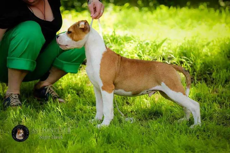 AST POINT CLUB NIGHT HAWK