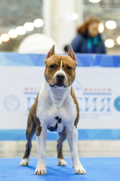 JCH RUS, Eurasian W 2018, Ch.Rkf IMPERIAL GIGANT VIOLET