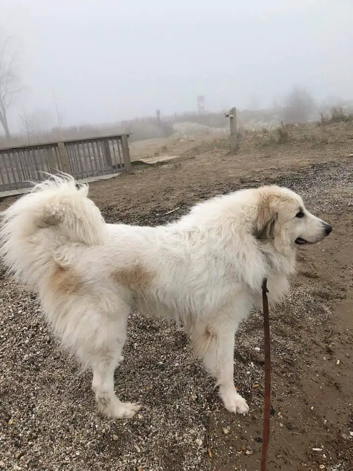 #2 Great Pyrenees UKC 2020, UCH/ AKC CH pointed Bogart Patou Von Traumberg