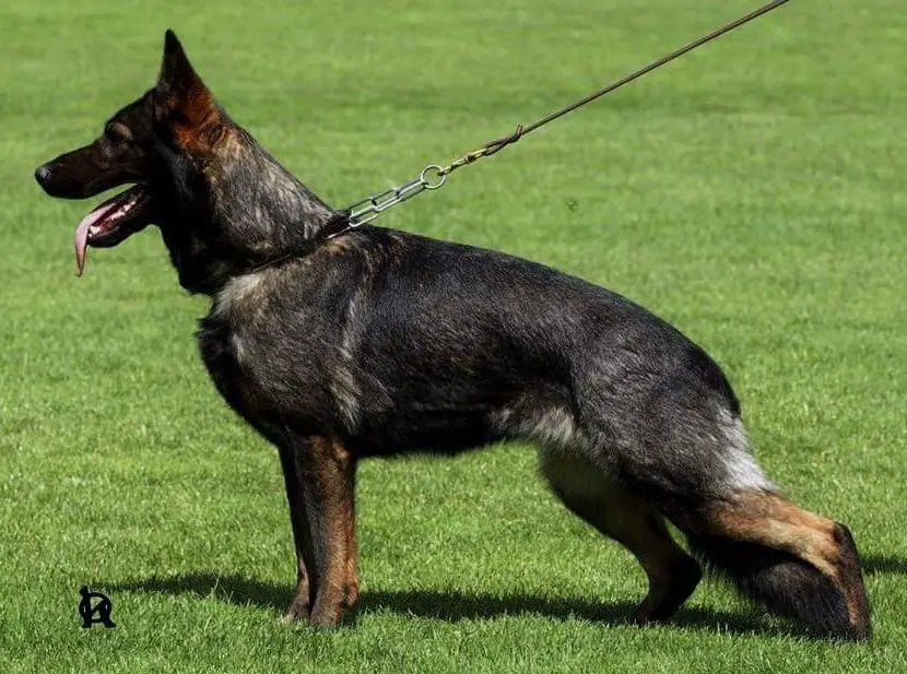 V 2018/2019 Czech National Champion WUSV 4TH Zea Aritar Bastet