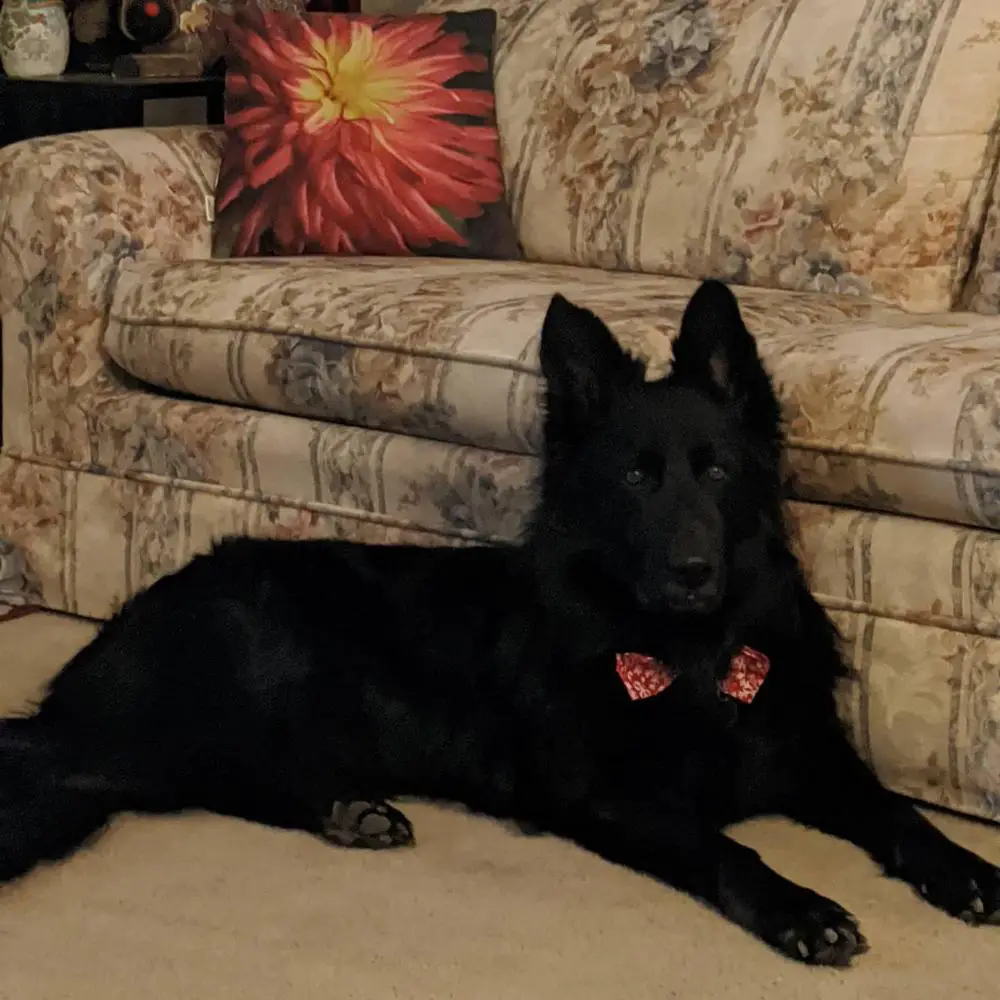 Black Powder Von Der Lieb