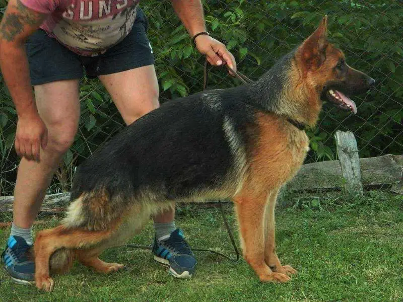 Targa de la Madonina