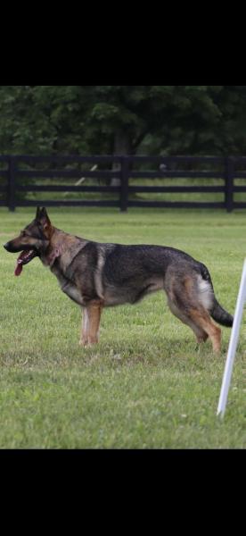 Montana Moravia Campanella