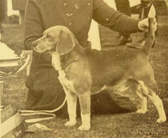 Aus/NZ CH Rozavel Kiwi