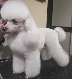 AIRI ARABESKA DEIS OF TANDER