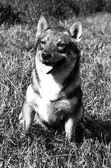 CH Kungsbackens Alfred