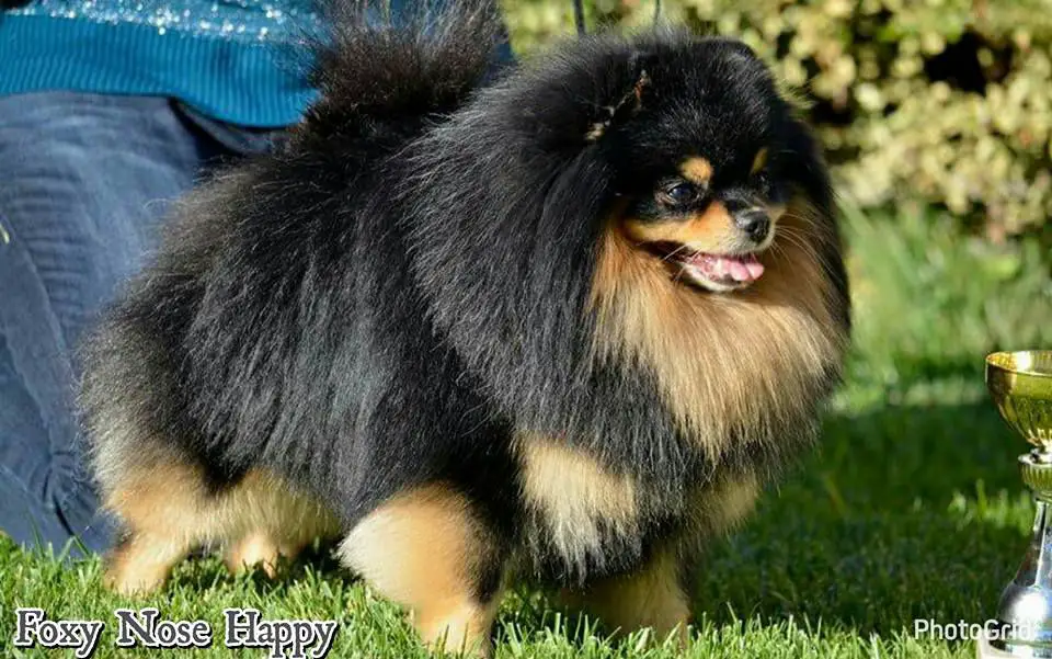 CH BG MNG CW FOXY NOSE HAPPY