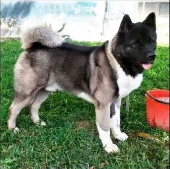 Tressor Big Dog's HG