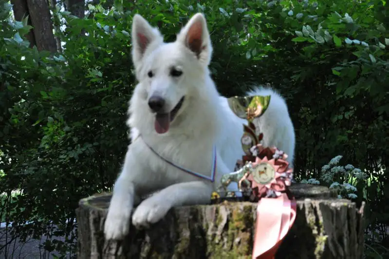 ЮЧР., ЧРКФ. DOBRA BRAVA VERONIKA TOPS