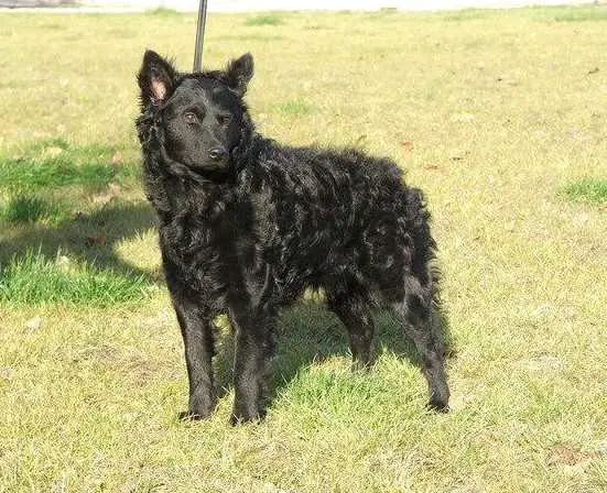 Gulakuti Rikkancs Rigó