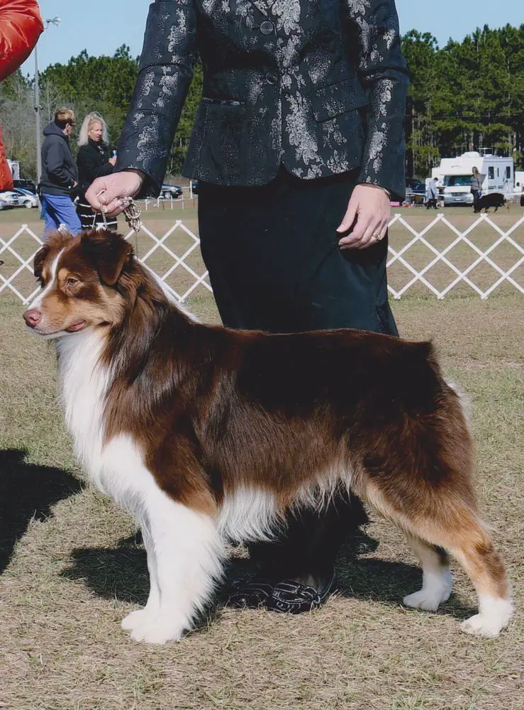 Ch. Carolina Calais Take The Money N'Run