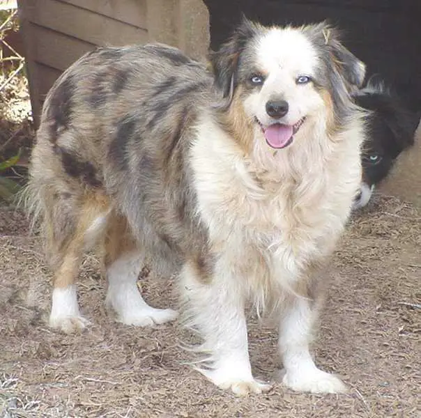 Hughes Toy's Valentines