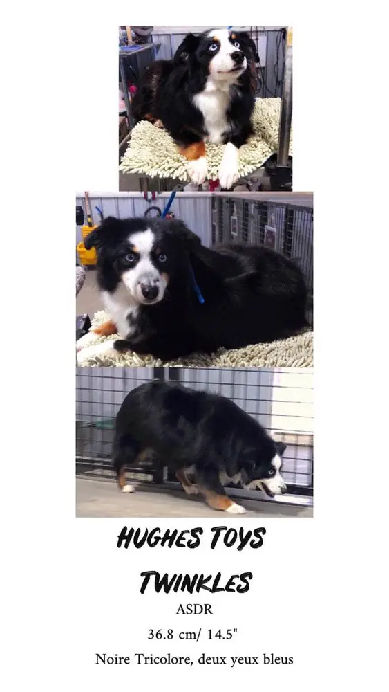 Hughes Toys Twinkles