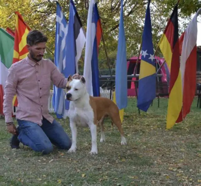 Multi Ch, Junior MK Ch, MK Ch, Montenegro Ch, Puppy Vice WW Barracuda Game Spoiler