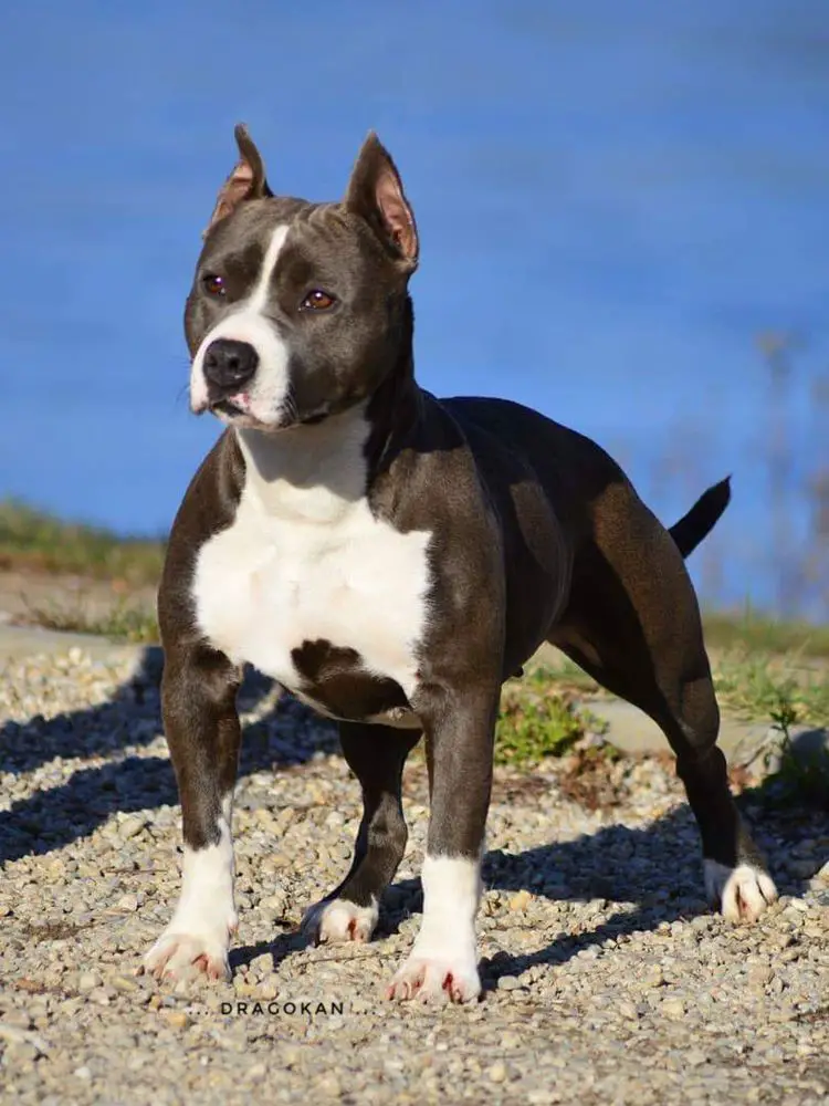 BOSS, RoCh, BgCh, BgGrCh, MdCh, MdGrCh, BOB My Crazy Dream Bondi