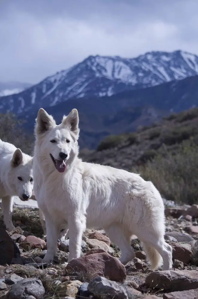 I'M HUA MULAN Mountain Wolves