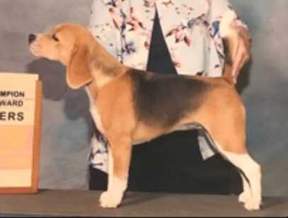 GCH CH Lokavi’s Absolutely Isabella
