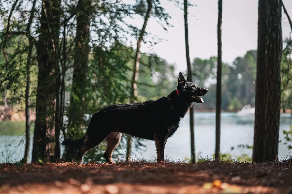 Davina von der Dreistigkeit