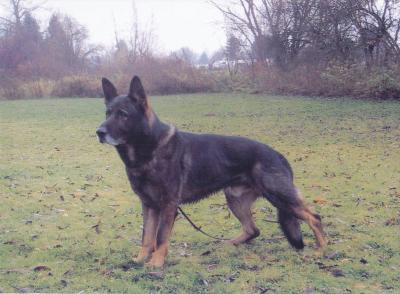 Lesko von der Burg Hinte