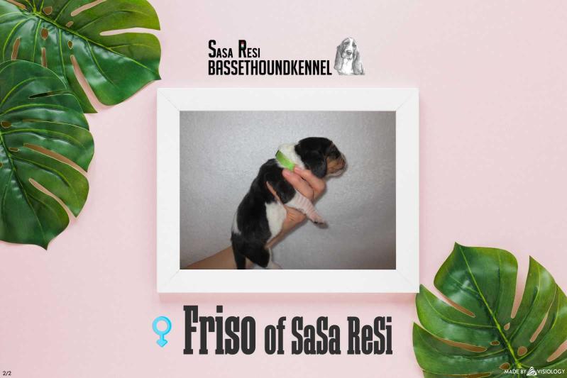 Friso of Sasa Resi