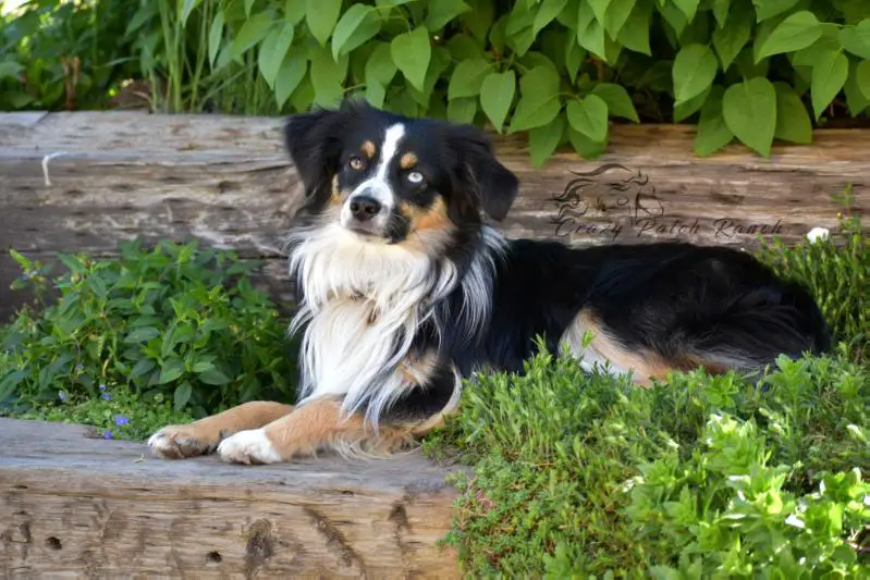 Crazy Patch Stymie's Lika Blue Razzcal