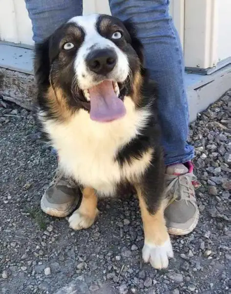 Walkers Double Blue Ozzy