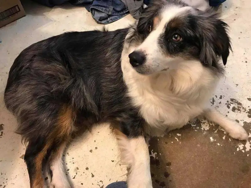 T4 Sassy's Enuff Brass