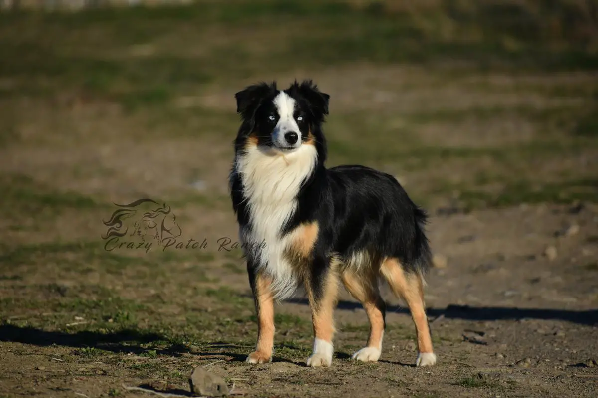 Crazy Patch’s Salvador del Fuego