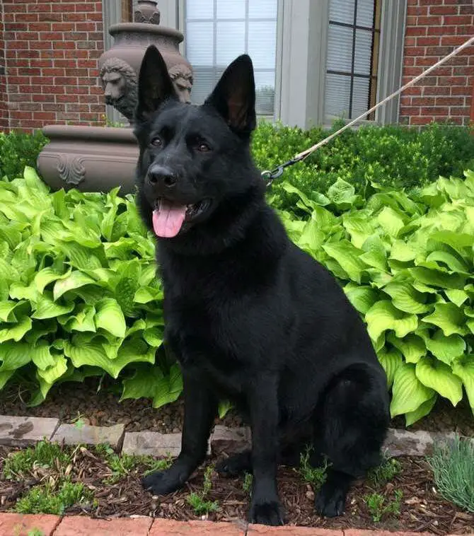 Aristotle Sergeant von Schraderhaus