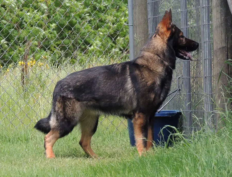 Shaboom von Schraderhaus