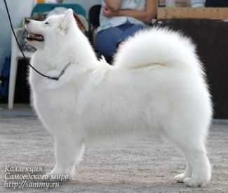 CH FIN Vanderbilt`s Plays Snowmist Rock