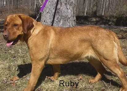 Circle S's R U Ruby