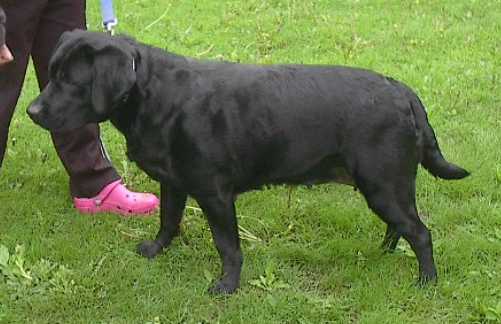 Windancing's Black Pearl