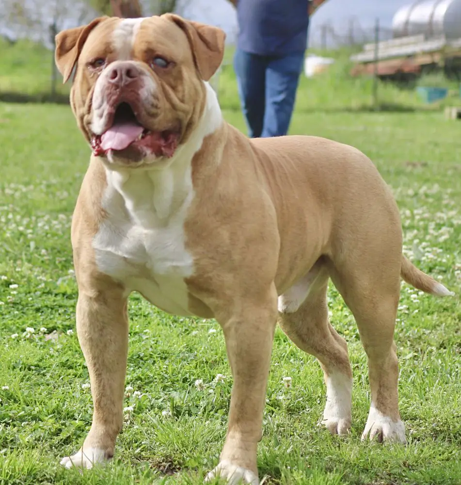 Cajun Country’s Jake of Bullybadass