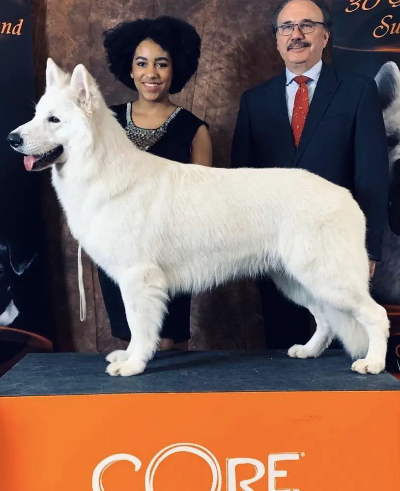 European Junior Winner 2019 GPE J.Ch.Slo Ch.Slo JTop Dog Absolute White Chocolate Iari